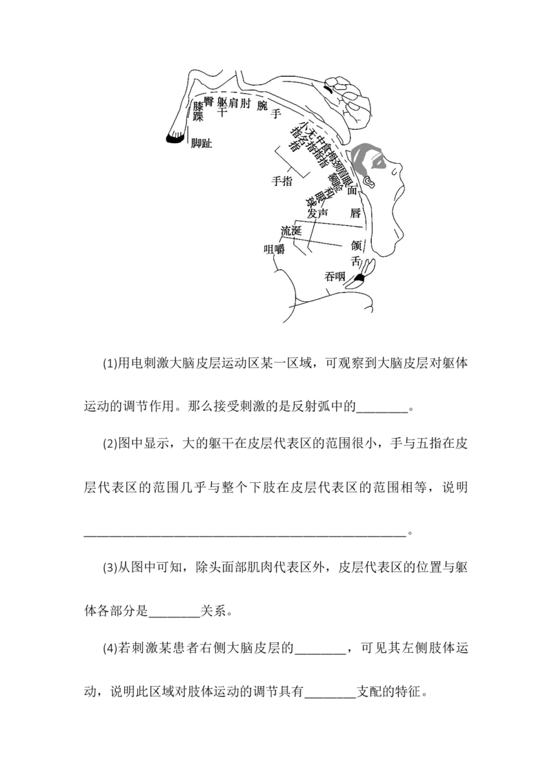 2.4神经系统的分级调节同步练习高二上学期生物人教版选择性必修1_高中九科知识点归纳。_人教版高中Word电子版试卷练习试题知识点全科_高中生物试卷习题_生物选修_选修1