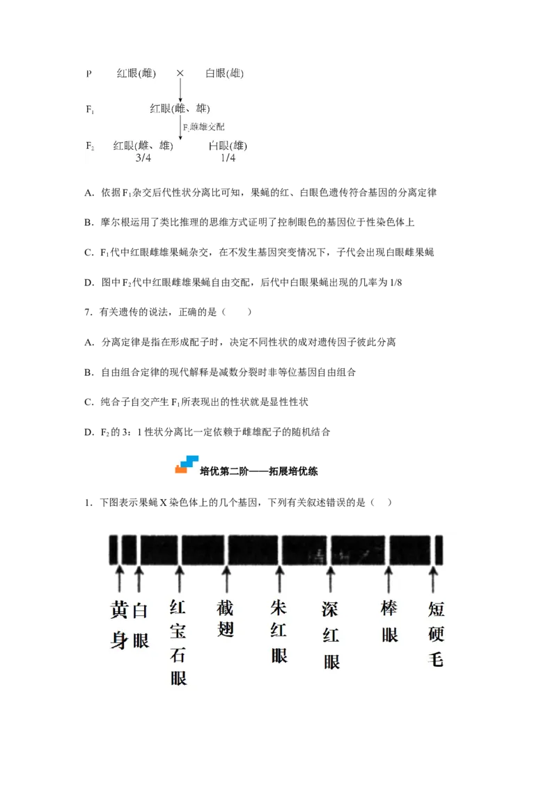 2.2基因在染色体上（原卷版）_高中九科知识点归纳。_人教版高中Word电子版试卷练习试题知识点全科_高中生物试卷习题_生物必修_必修2_人教版生物必修二同步练习（057份）