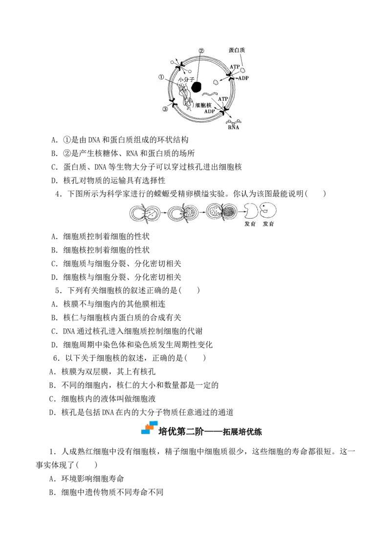 3.3细胞核的结构和功能-高一生物上学期课后培优分级练（2019人教版必修1）（原卷版）_高中九科知识点归纳。_人教版高中Word电子版试卷练习试题知识点全科_高中生物试卷习题_生物必修