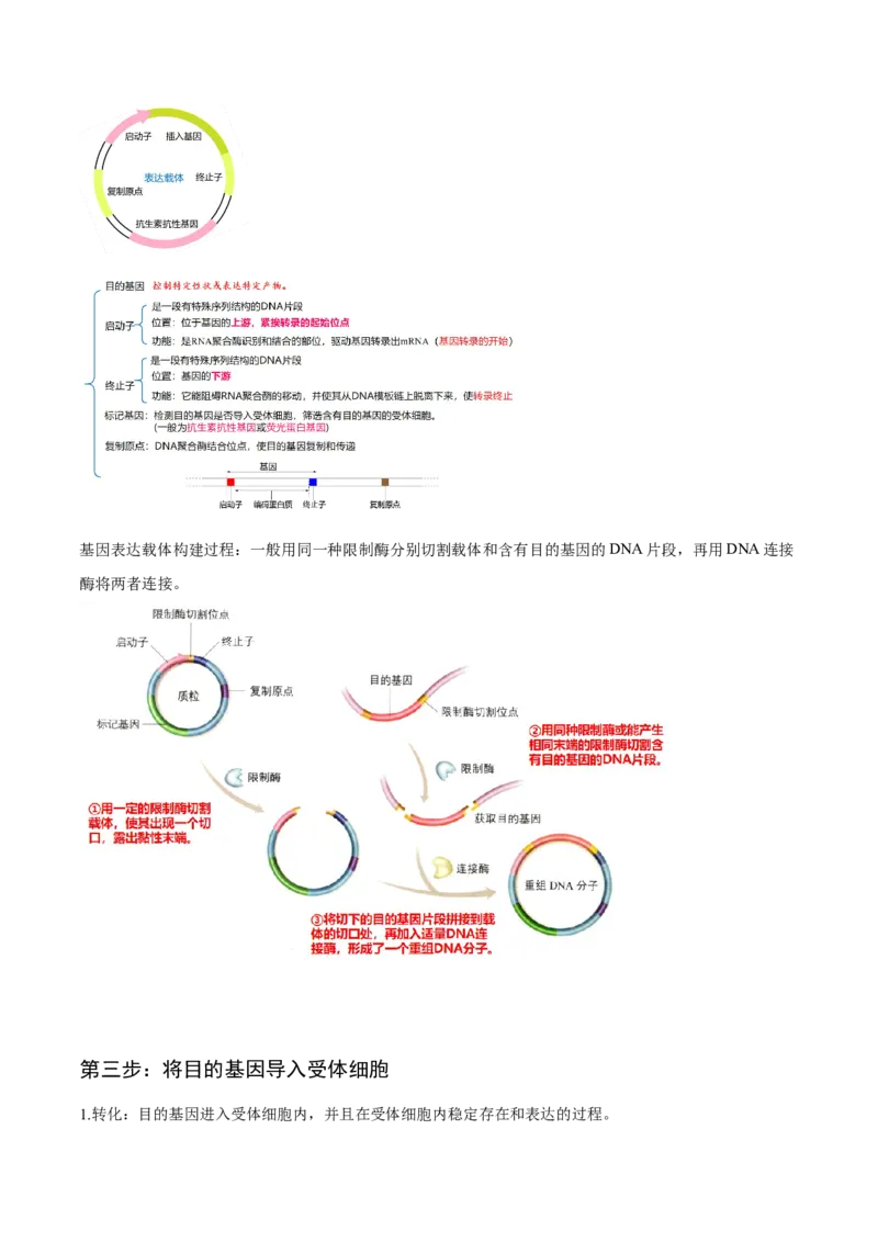 3.2基因工程的基本操作程序-高二生物课后培优分级练（人教版2019选择性必修3）（解析版）_高中九科知识点归纳。_人教版高中Word电子版试卷练习试题知识点全科_高中生物试卷习题_选修3