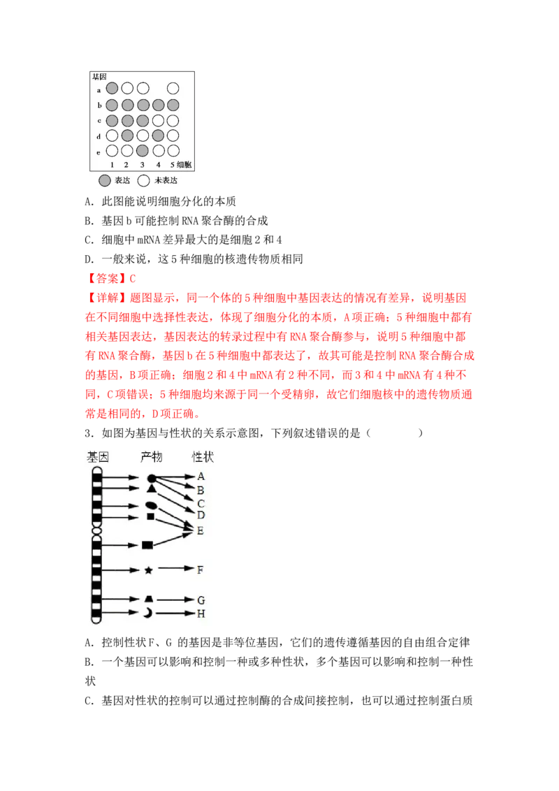 4.2基因表达与性状的关系（解析版）_高中九科知识点归纳。_人教版高中Word电子版试卷练习试题知识点全科_高中生物试卷习题_生物必修_必修2_人教版生物必修二同步练习（057份）