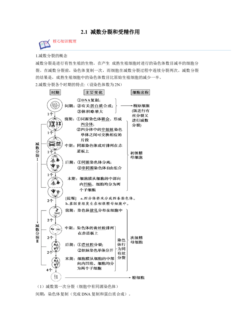 2.1减数分裂和受精作用（原卷版）_高中九科知识点归纳。_人教版高中Word电子版试卷练习试题知识点全科_高中生物试卷习题_生物必修_必修2_人教版生物必修二同步练习（057份）