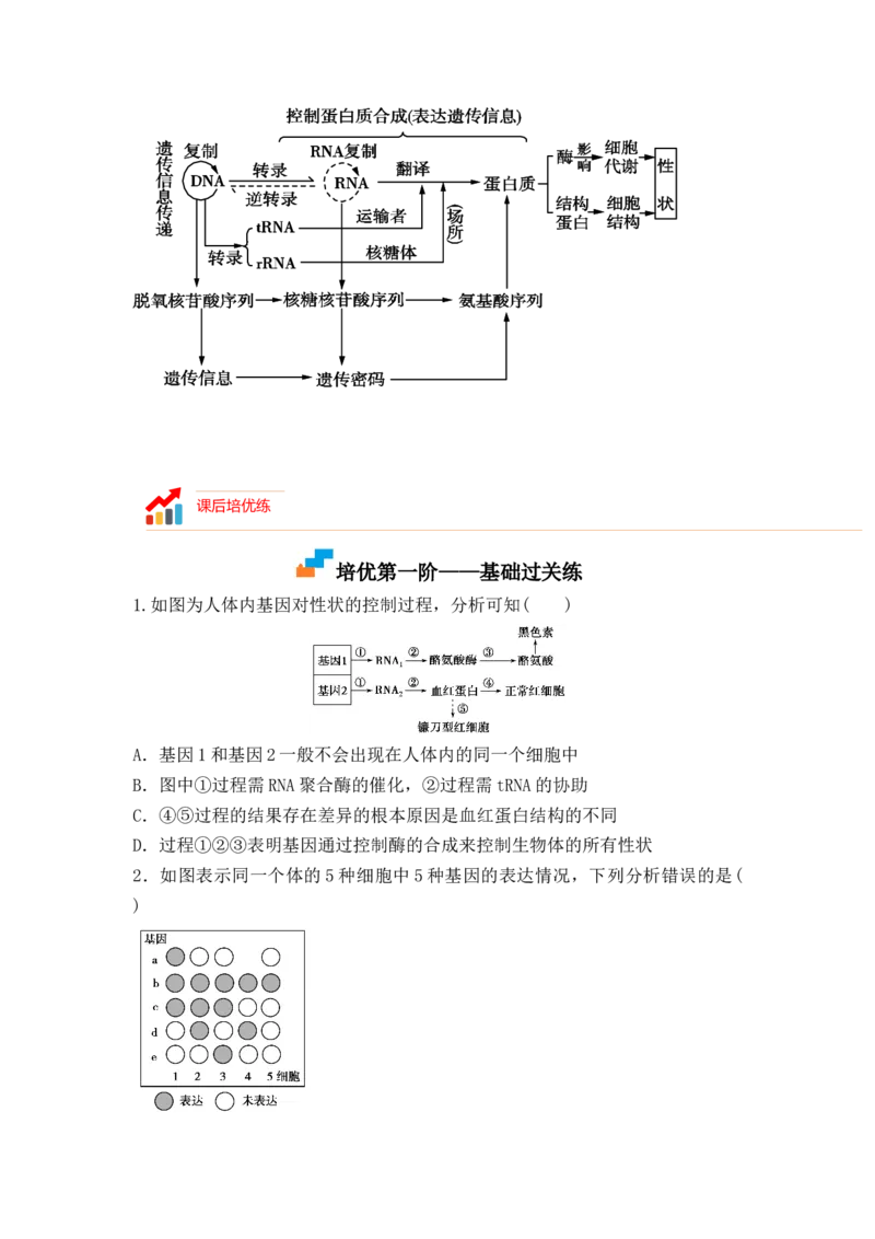 4.2基因表达与性状的关系（原卷版）_高中九科知识点归纳。_人教版高中Word电子版试卷练习试题知识点全科_高中生物试卷习题_生物必修_必修2_人教版生物必修二同步练习（057份）