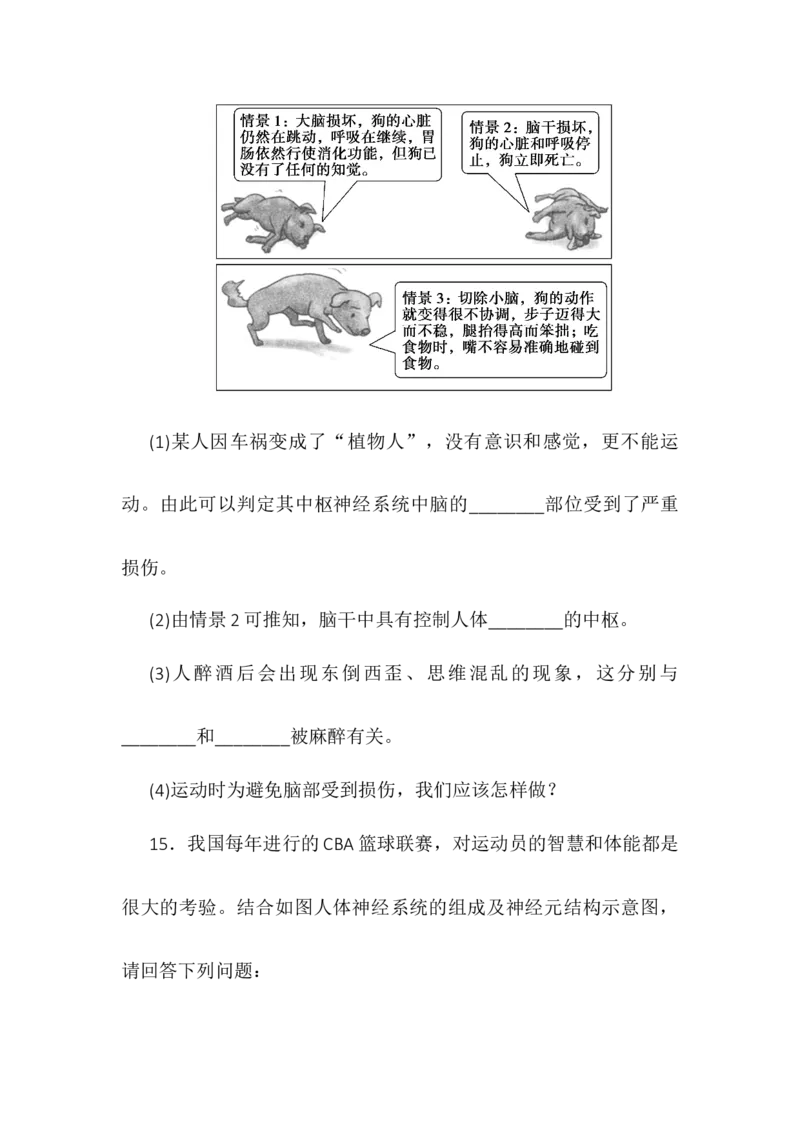 2.1神经调节的结构基础同步练习高二上学期生物人教版选择性必修1_高中九科知识点归纳。_人教版高中Word电子版试卷练习试题知识点全科_高中生物试卷习题_生物选修_选修1