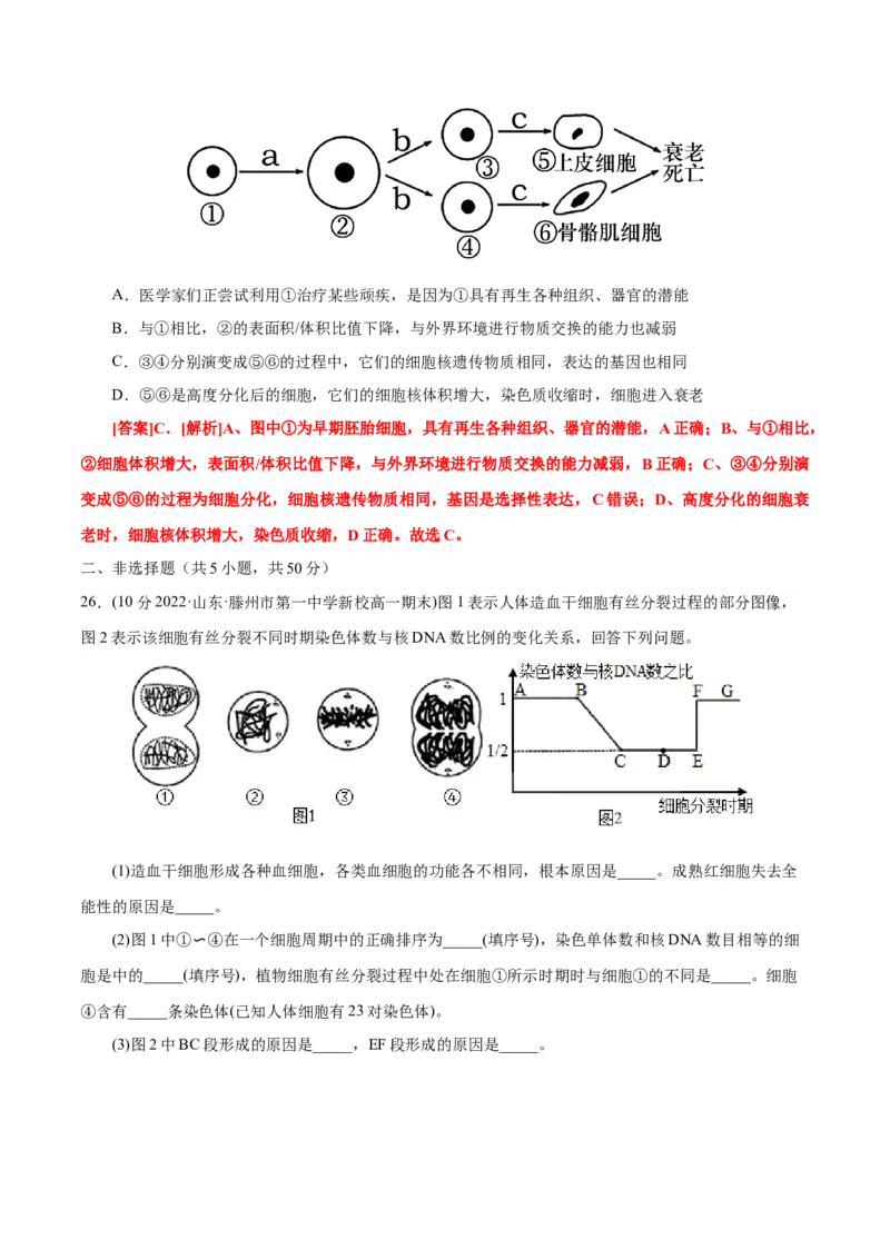第6章细胞的生命历程（B卷&middot;能力提升练）（解析版）_高中九科知识点归纳。_人教版高中Word电子版试卷练习试题知识点全科_高中生物试卷习题_生物必修_必修1_1.单元测试AB卷（第一套）