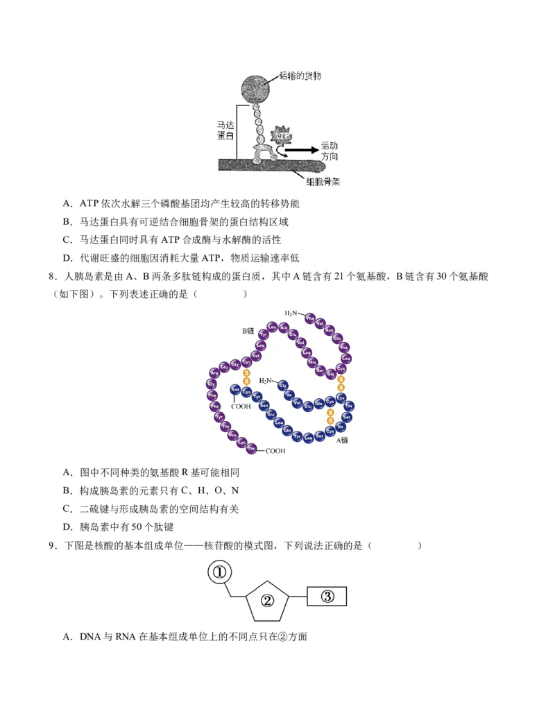 期末模拟卷01（考试版A4版）测试范围：人教版2019必修1_高中九科知识点归纳。_人教版高中Word电子版试卷练习试题知识点全科_高中生物试卷习题_生物必修_必修1