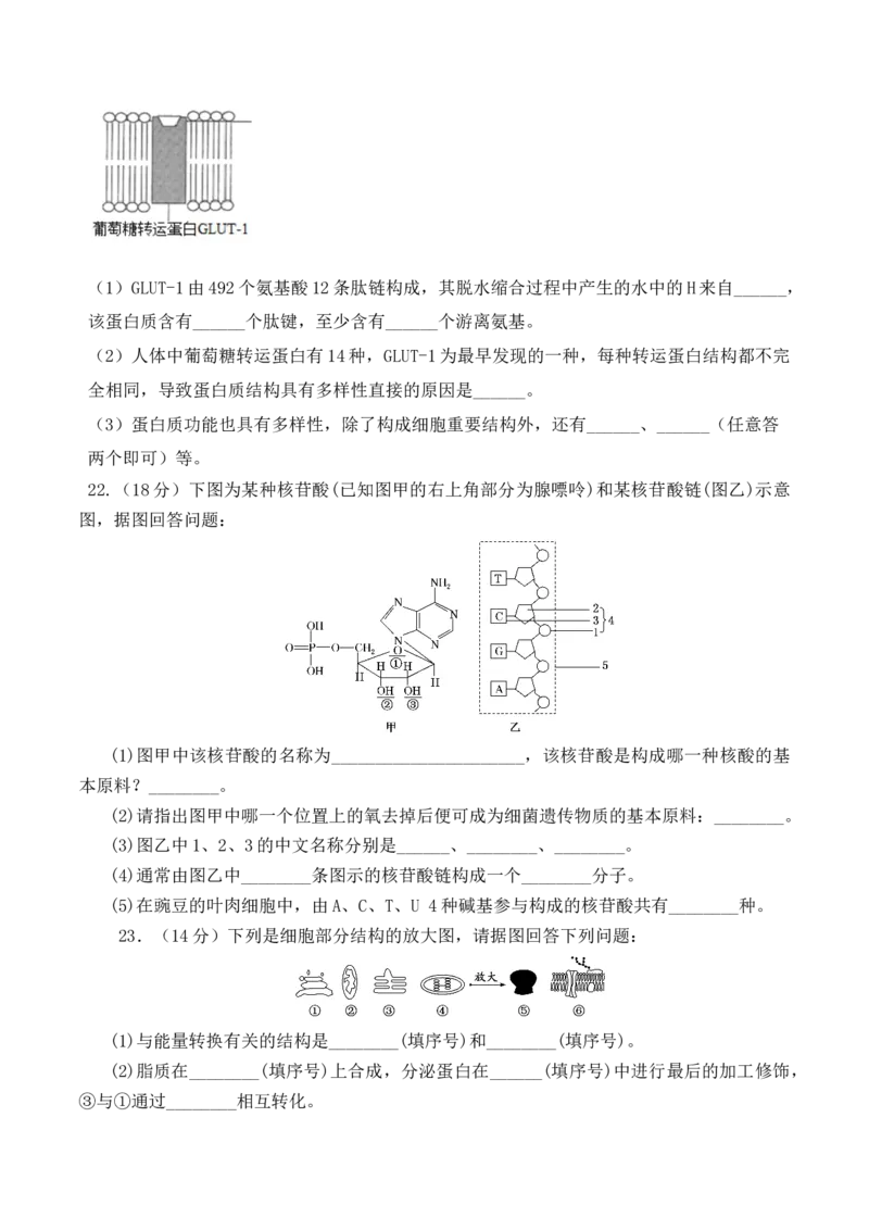 期中预测卷-高一生物上学期课后培优分级练（2019人教版必修1）（原卷版）_高中九科知识点归纳。_人教版高中Word电子版试卷练习试题知识点全科_高中生物试卷习题_生物必修_必修1