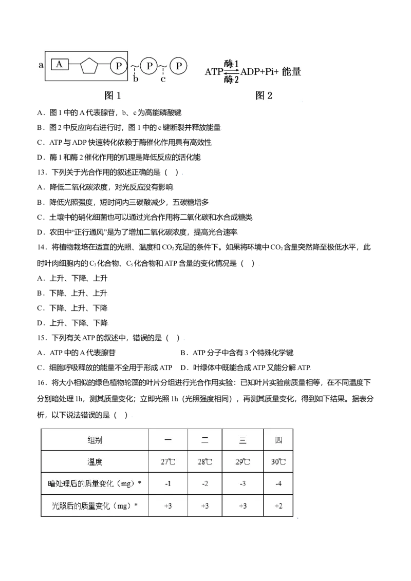 第五章章末测试-高一生物课后培优练（人教版2019必修1）（原卷版）_高中九科知识点归纳。_人教版高中Word电子版试卷练习试题知识点全科_高中生物试卷习题_生物必修_必修1