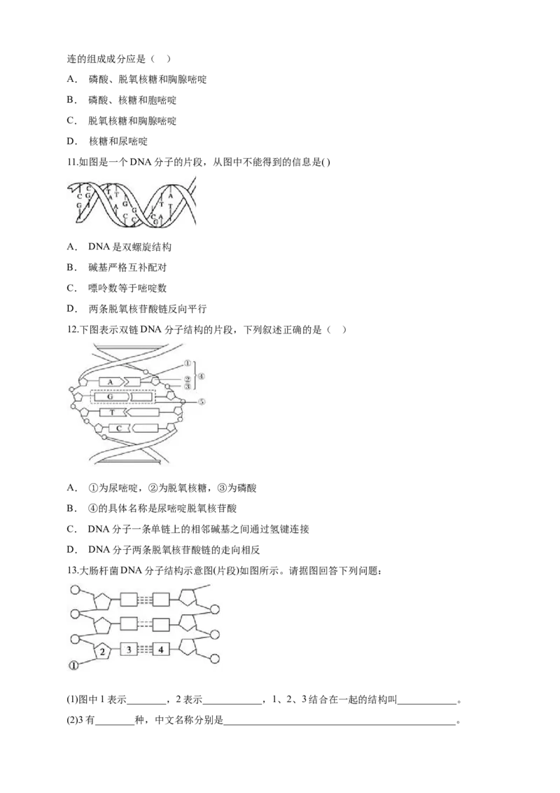 新教材精创3.2DNA的结构练习（1）（原卷版）_高中九科知识点归纳。_人教版高中Word电子版试卷练习试题知识点全科_高中生物试卷习题_生物必修_必修2_1、同步练习