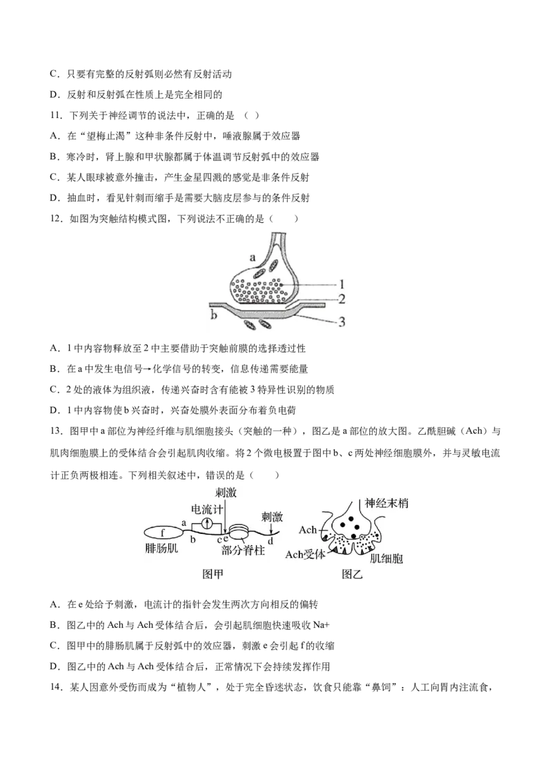 高二生物上学期期中测试卷02（人教版2019选择性必修1）（原卷版）_高中九科知识点归纳。_人教版高中Word电子版试卷练习试题知识点全科_高中生物试卷习题_生物选修_选修1