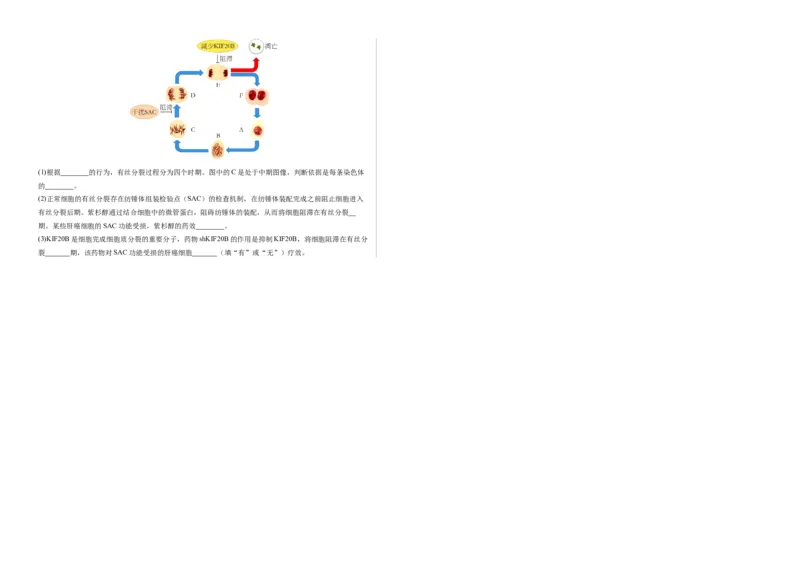 期末模拟卷02（考试版A3版）测试范围：人教版2019必修1_高中九科知识点归纳。_人教版高中Word电子版试卷练习试题知识点全科_高中生物试卷习题_生物必修_必修1