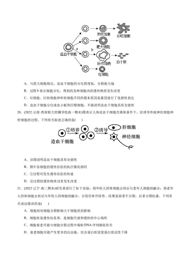 第6章细胞的生命历程（B卷&middot;能力提升练）（原卷版）_高中九科知识点归纳。_人教版高中Word电子版试卷练习试题知识点全科_高中生物试卷习题_生物必修_必修1_1.单元测试AB卷（第一套）