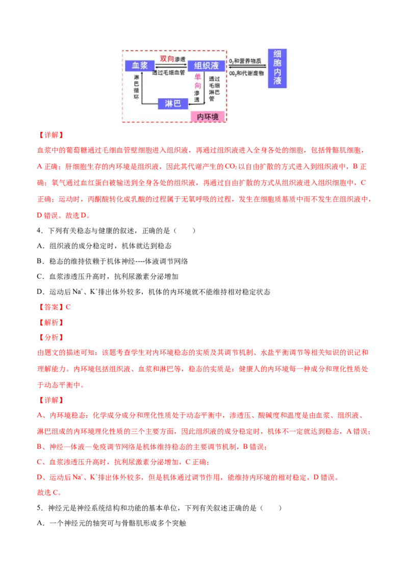 高二生物上学期期中测试卷03（人教版2019选择性必修1）（解析版）_高中九科知识点归纳。_人教版高中Word电子版试卷练习试题知识点全科_高中生物试卷习题_生物选修_选修1