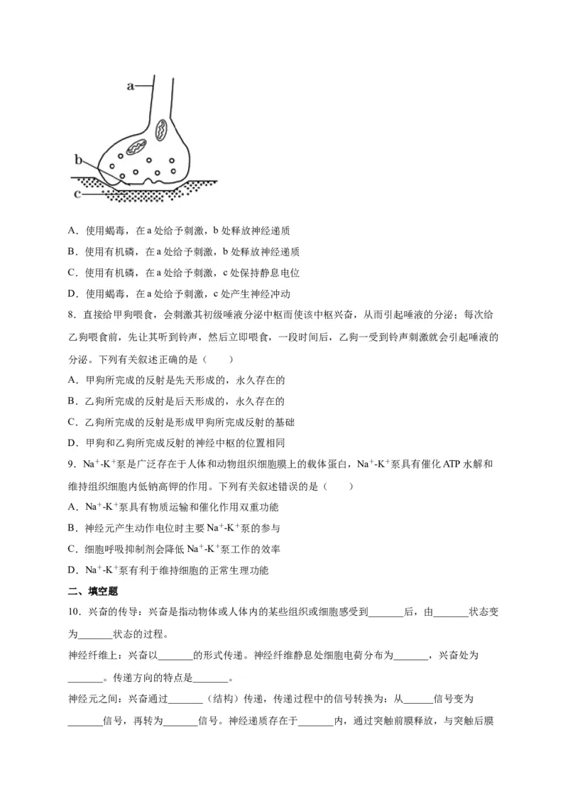 第2章神经调节单元测试卷人教版（2019）高中生物选择性必修1_高中九科知识点归纳。_人教版高中Word电子版试卷练习试题知识点全科_高中生物试卷习题_生物选修_选修1_第二章