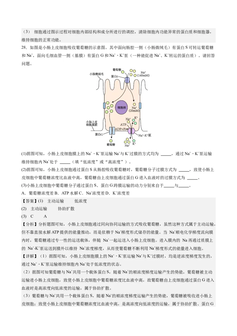 期末模拟卷02（全解全析）（人教版2019）_高中九科知识点归纳。_人教版高中Word电子版试卷练习试题知识点全科_高中生物试卷习题_生物必修_必修1_人教版生物必修一期末试卷（038份）