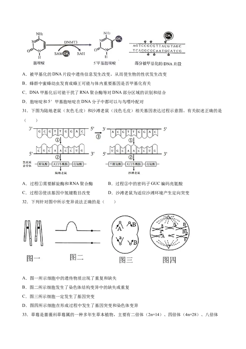 期末押题01-高一生物下学期期末专项复习（人教版2019必修2）（原卷版）_高中九科知识点归纳。_人教版高中Word电子版试卷练习试题知识点全科_高中生物试卷习题_生物必修_必修2
