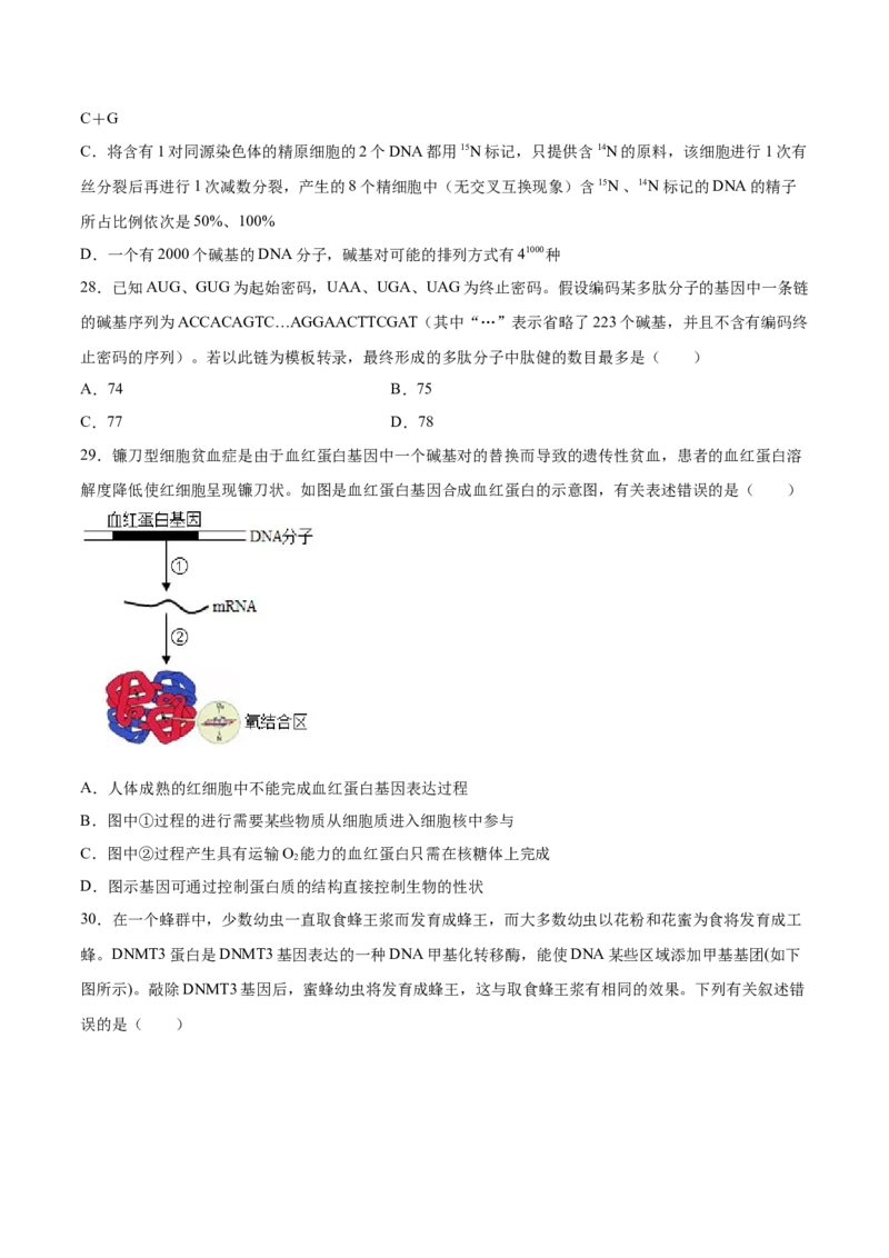 期末押题01-高一生物下学期期末专项复习（人教版2019必修2）（原卷版）_高中九科知识点归纳。_人教版高中Word电子版试卷练习试题知识点全科_高中生物试卷习题_生物必修_必修2