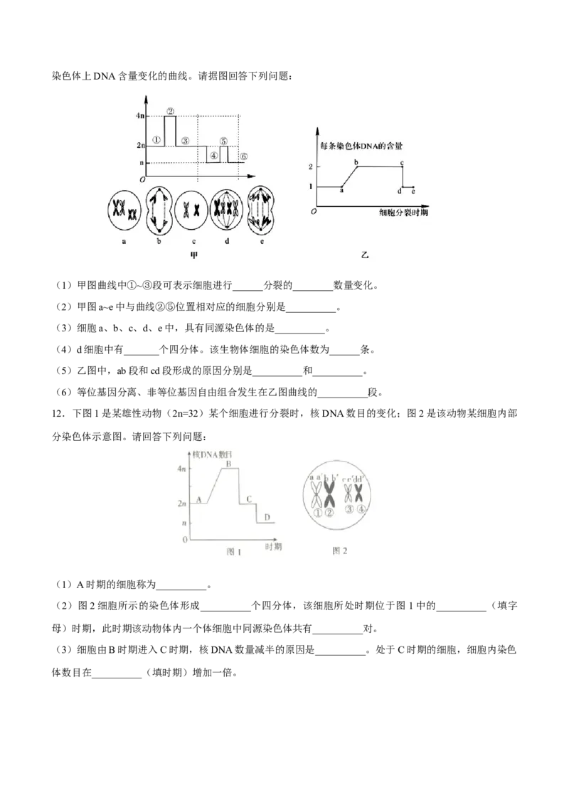 新教材2.11减数分裂和受精作用练习（2）（原卷版）_高中九科知识点归纳。_人教版高中Word电子版试卷练习试题知识点全科_高中生物试卷习题_生物必修_必修2_1、同步练习