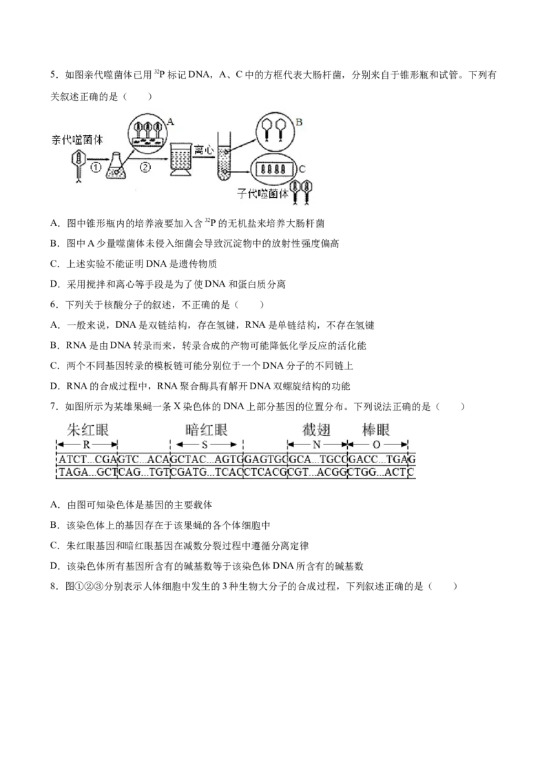 期末押题02-高一生物下学期期末专项复习（人教版2019必修2）（原卷版）_高中九科知识点归纳。_人教版高中Word电子版试卷练习试题知识点全科_高中生物试卷习题_生物必修_必修2