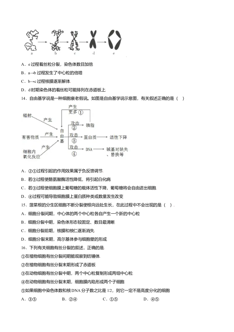 第六章章末测试-高一生物课后培优练（人教版2019必修1）（原卷版）_高中九科知识点归纳。_人教版高中Word电子版试卷练习试题知识点全科_高中生物试卷习题_生物必修_必修1