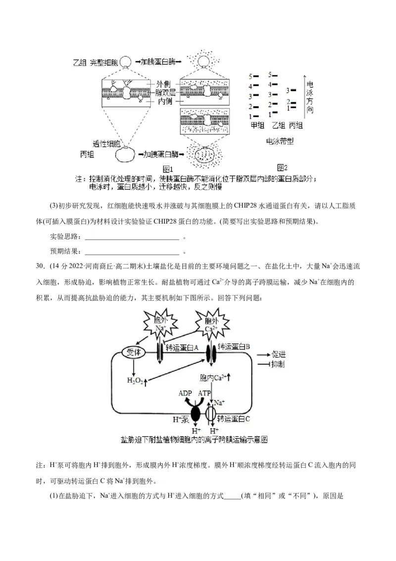 第4章细胞的物质输入和输出（B卷&middot;能力提升练）（原卷版）_高中九科知识点归纳。_人教版高中Word电子版试卷练习试题知识点全科_高中生物试卷习题_生物必修_必修1