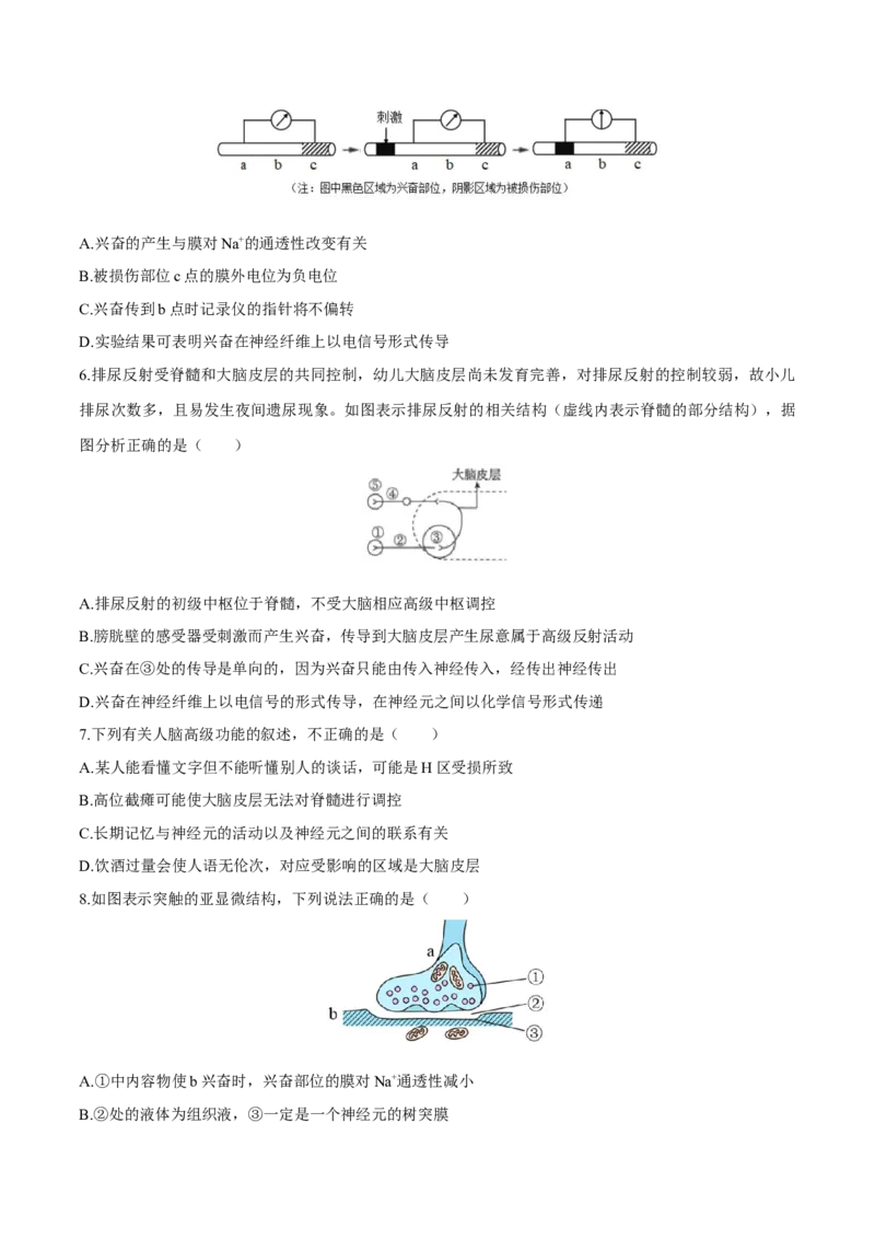 第2章神经调节（测试卷）-高二生物章末检测卷（人教版2019选择性必修1）（原卷版）_高中九科知识点归纳。_人教版高中Word电子版试卷练习试题知识点全科_高中生物试卷习题_生物选修
