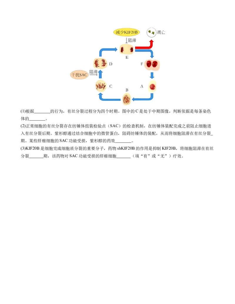 期末模拟卷02（考试版A4版）测试范围：人教版2019必修1_高中九科知识点归纳。_人教版高中Word电子版试卷练习试题知识点全科_高中生物试卷习题_生物必修_必修1
