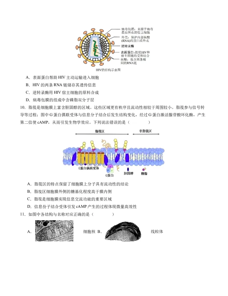 期末模拟卷02（考试版A4版）测试范围：人教版2019必修1_高中九科知识点归纳。_人教版高中Word电子版试卷练习试题知识点全科_高中生物试卷习题_生物必修_必修1