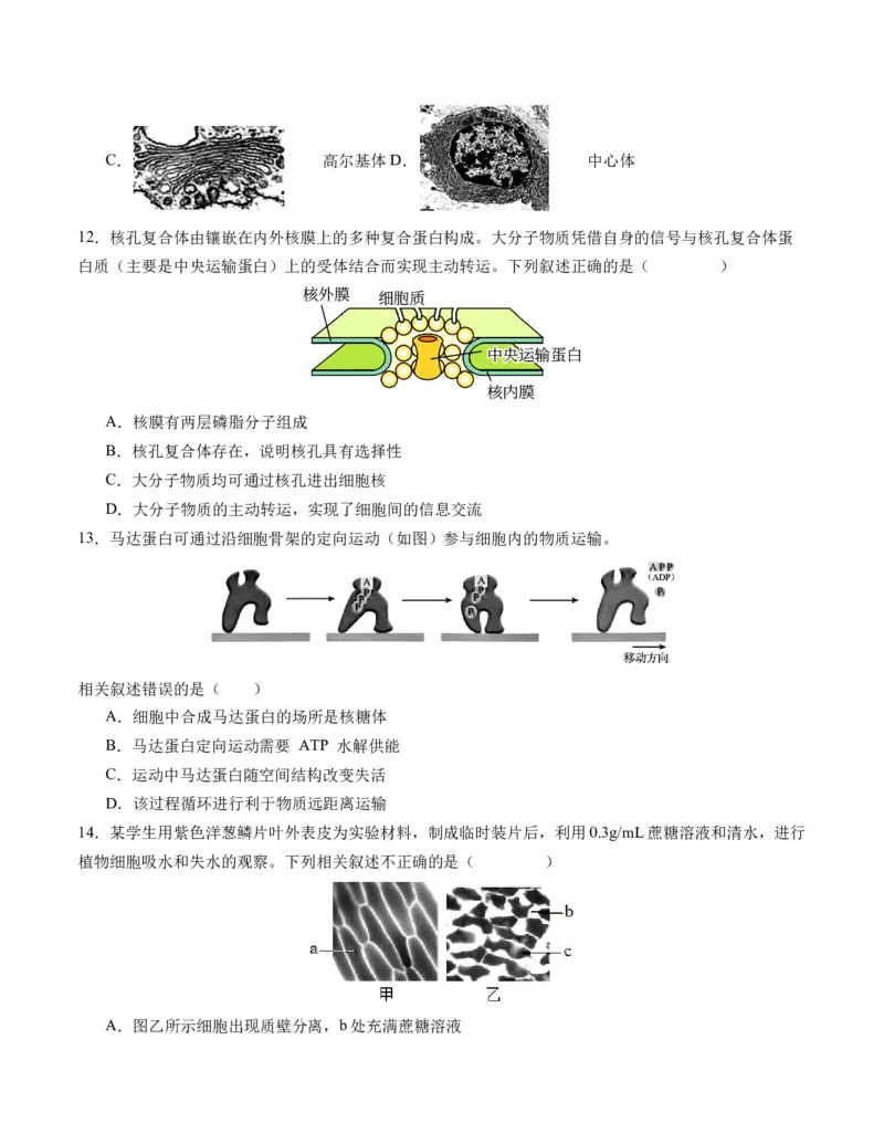 期末模拟卷02（考试版A4版）测试范围：人教版2019必修1_高中九科知识点归纳。_人教版高中Word电子版试卷练习试题知识点全科_高中生物试卷习题_生物必修_必修1