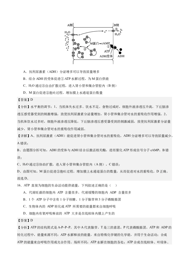 期末模拟卷01（全解全析）（人教版2019）_高中九科知识点归纳。_人教版高中Word电子版试卷练习试题知识点全科_高中生物试卷习题_生物必修_必修1_人教版生物必修一期末试卷（038份）