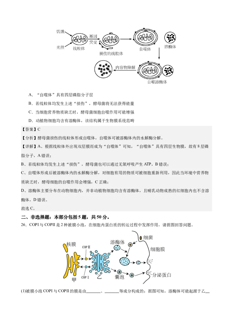 期末模拟卷01（全解全析）（人教版2019）_高中九科知识点归纳。_人教版高中Word电子版试卷练习试题知识点全科_高中生物试卷习题_生物必修_必修1_人教版生物必修一期末试卷（038份）