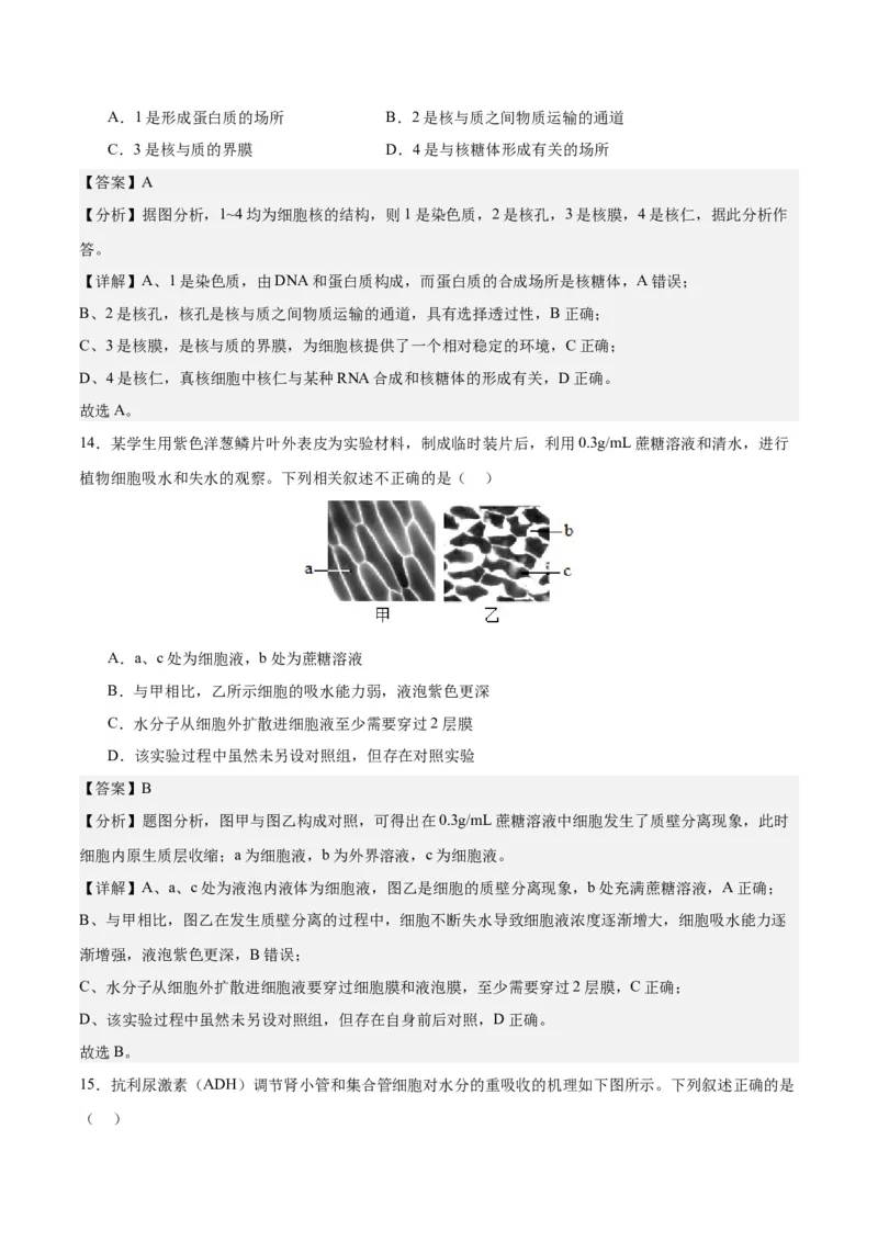 期末模拟卷01（全解全析）（人教版2019）_高中九科知识点归纳。_人教版高中Word电子版试卷练习试题知识点全科_高中生物试卷习题_生物必修_必修1_人教版生物必修一期末试卷（038份）