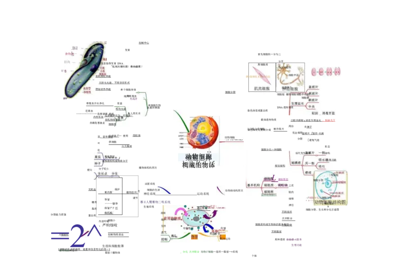 初中生物-思维导图（7图）_高中全科学习导图全套_（赠送）小学、初中、高中全科九门精品思维导图（621图）-可下载打印）