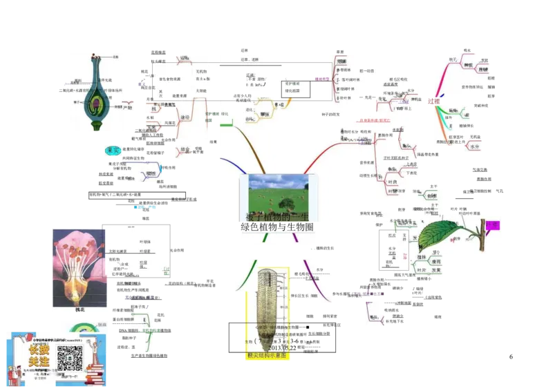 初中生物-思维导图（7图）_高中全科学习导图全套_（赠送）小学、初中、高中全科九门精品思维导图（621图）-可下载打印）