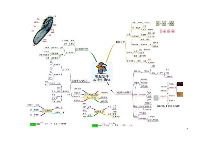 初中生物-思维导图（7图）_高中全科学习导图全套_（赠送）小学、初中、高中全科九门精品思维导图（621图）-可下载打印）
