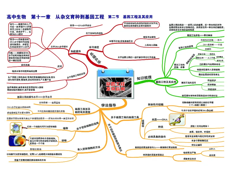 高中生物-思维导图（45图）_高中全科学习导图全套_（赠送）小学、初中、高中全科九门精品思维导图（621图）-可下载打印）