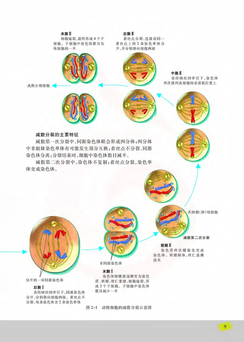 生物2必修遗传与进化_高中课本电子全科人教版语数英政历地物化生必修选修全套课本PPT_高中课本苏教版_高中生物苏教版