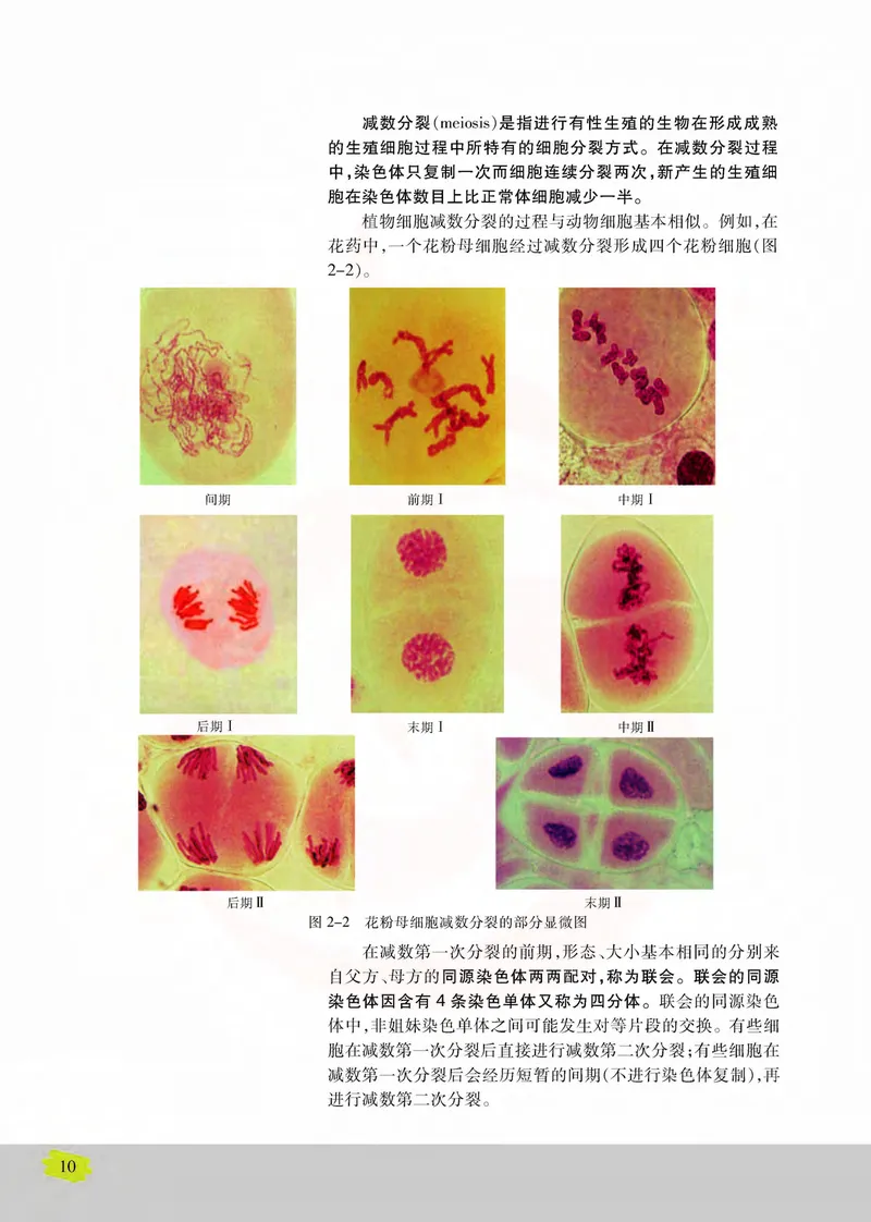 生物2必修遗传与进化_高中课本电子全科人教版语数英政历地物化生必修选修全套课本PPT_高中课本苏教版_高中生物苏教版