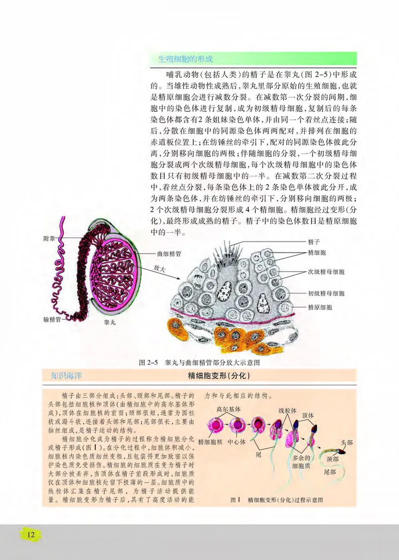 生物2必修遗传与进化_高中课本电子全科人教版语数英政历地物化生必修选修全套课本PPT_高中课本苏教版_高中生物苏教版