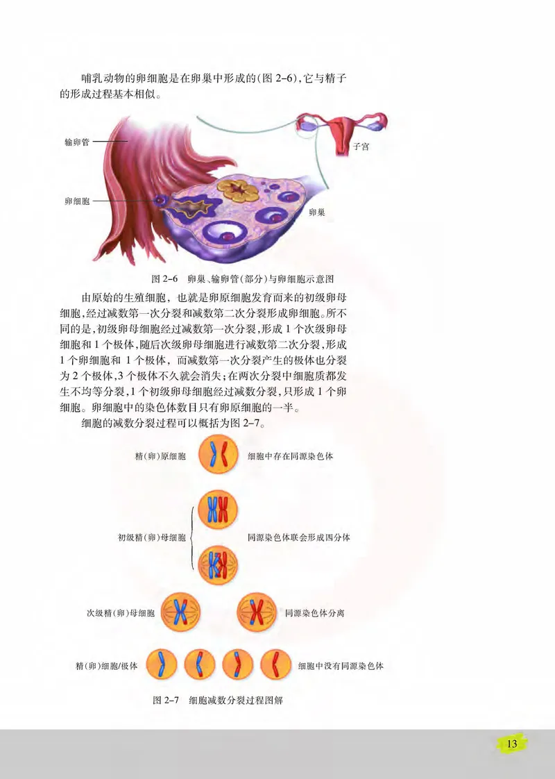 生物2必修遗传与进化_高中课本电子全科人教版语数英政历地物化生必修选修全套课本PPT_高中课本苏教版_高中生物苏教版