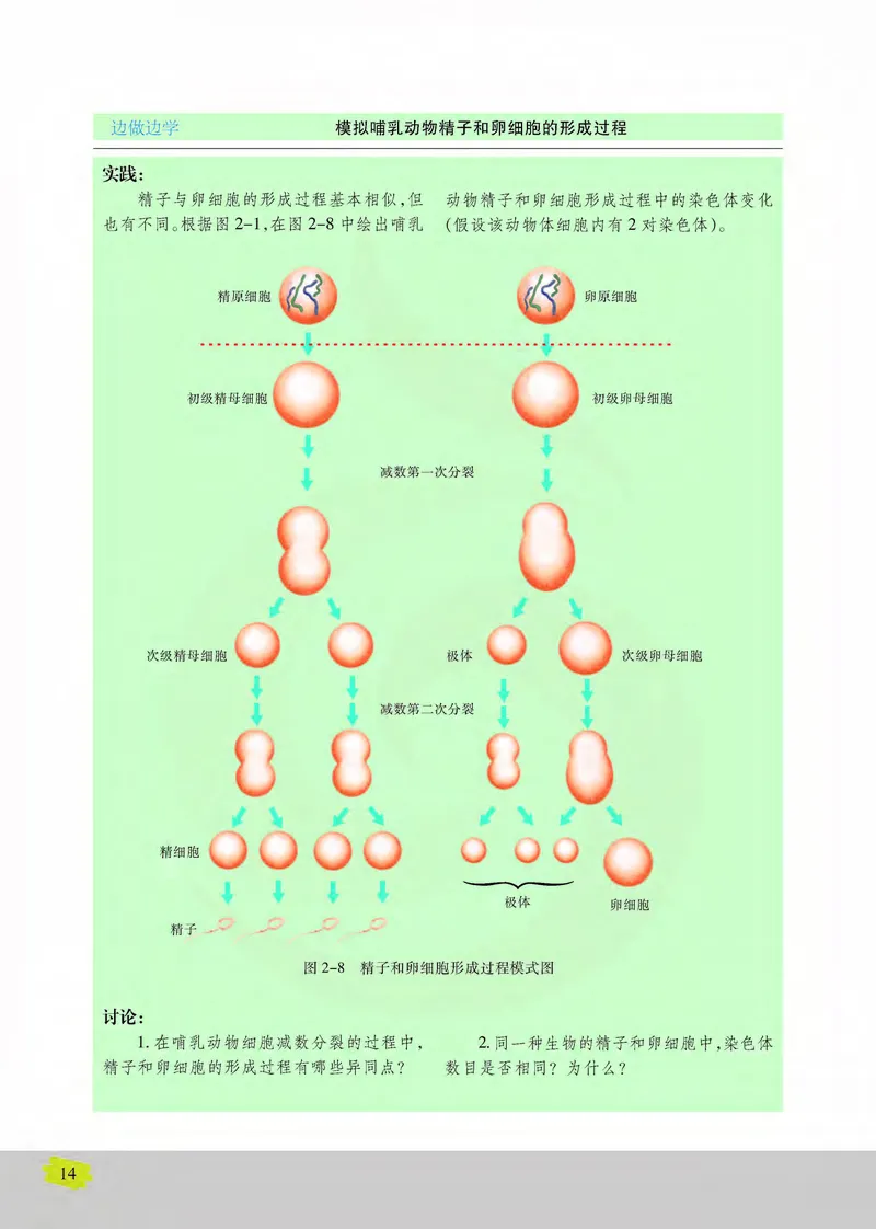 生物2必修遗传与进化_高中课本电子全科人教版语数英政历地物化生必修选修全套课本PPT_高中课本苏教版_高中生物苏教版
