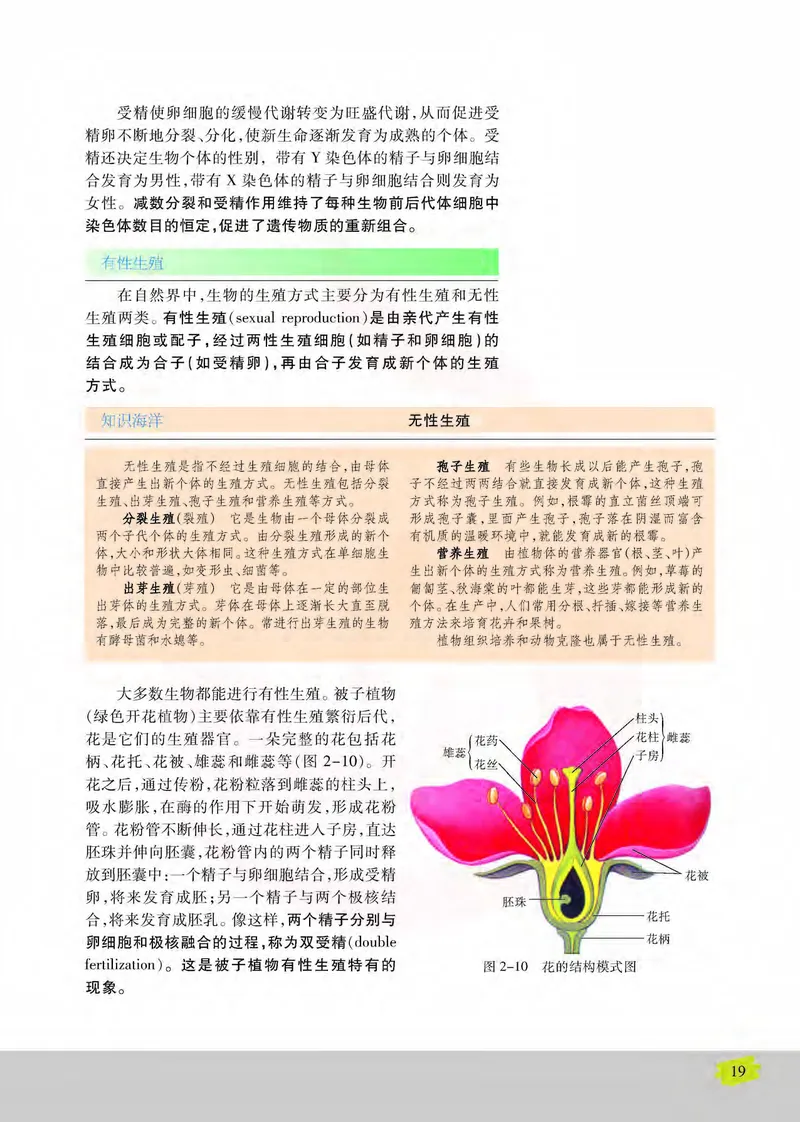 生物2必修遗传与进化_高中课本电子全科人教版语数英政历地物化生必修选修全套课本PPT_高中课本苏教版_高中生物苏教版