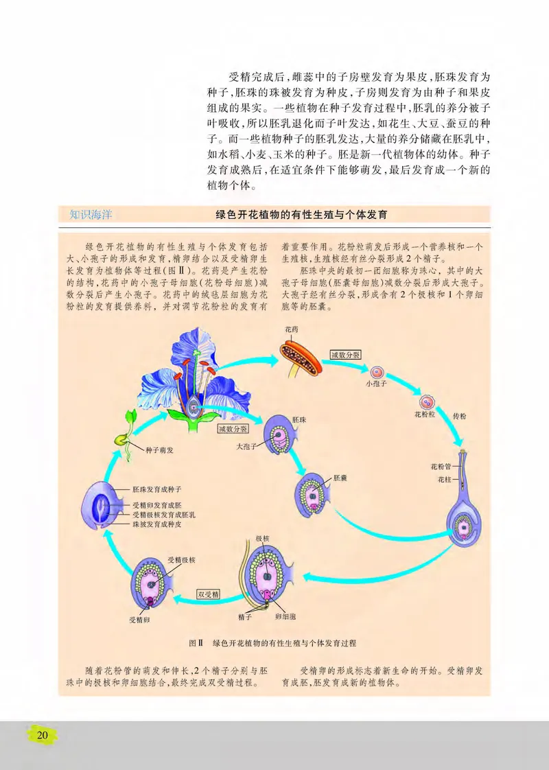 生物2必修遗传与进化_高中课本电子全科人教版语数英政历地物化生必修选修全套课本PPT_高中课本苏教版_高中生物苏教版