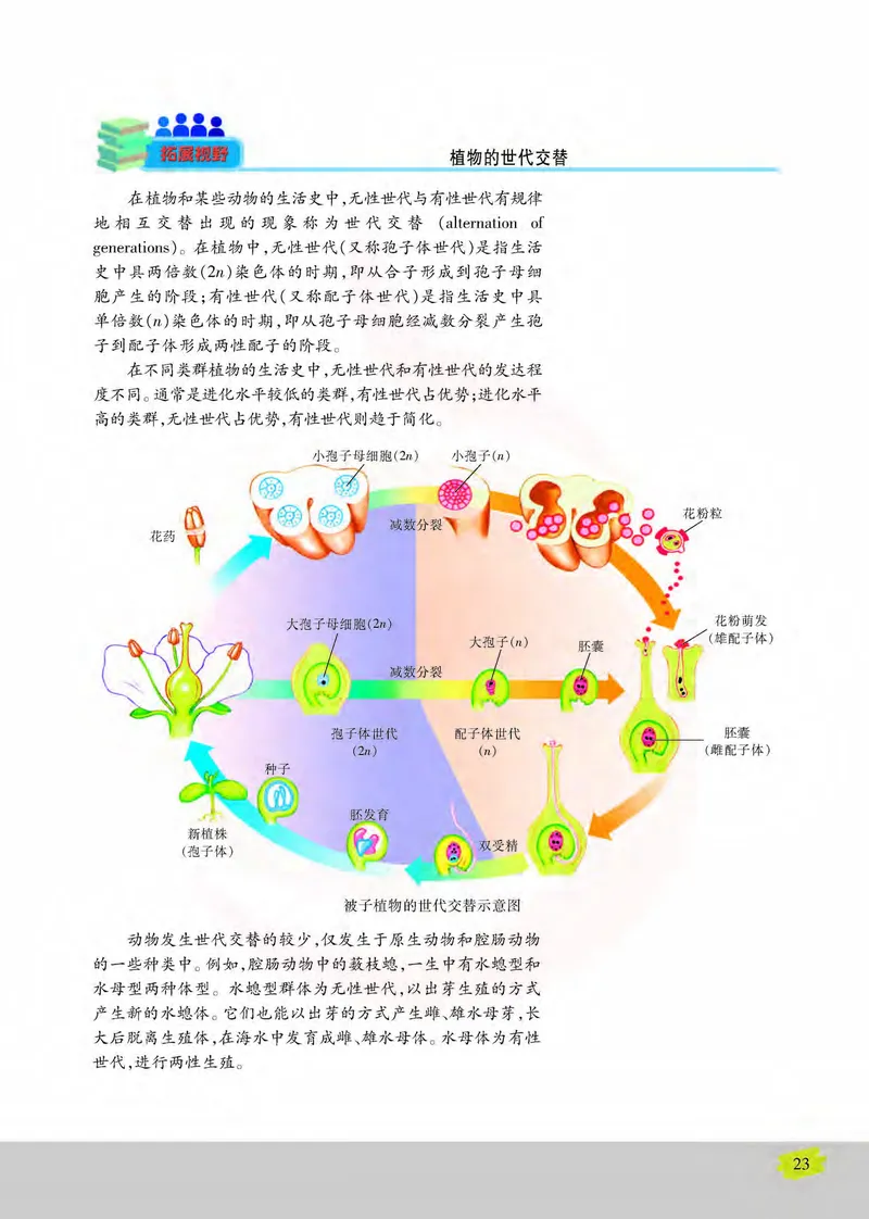 生物2必修遗传与进化_高中课本电子全科人教版语数英政历地物化生必修选修全套课本PPT_高中课本苏教版_高中生物苏教版
