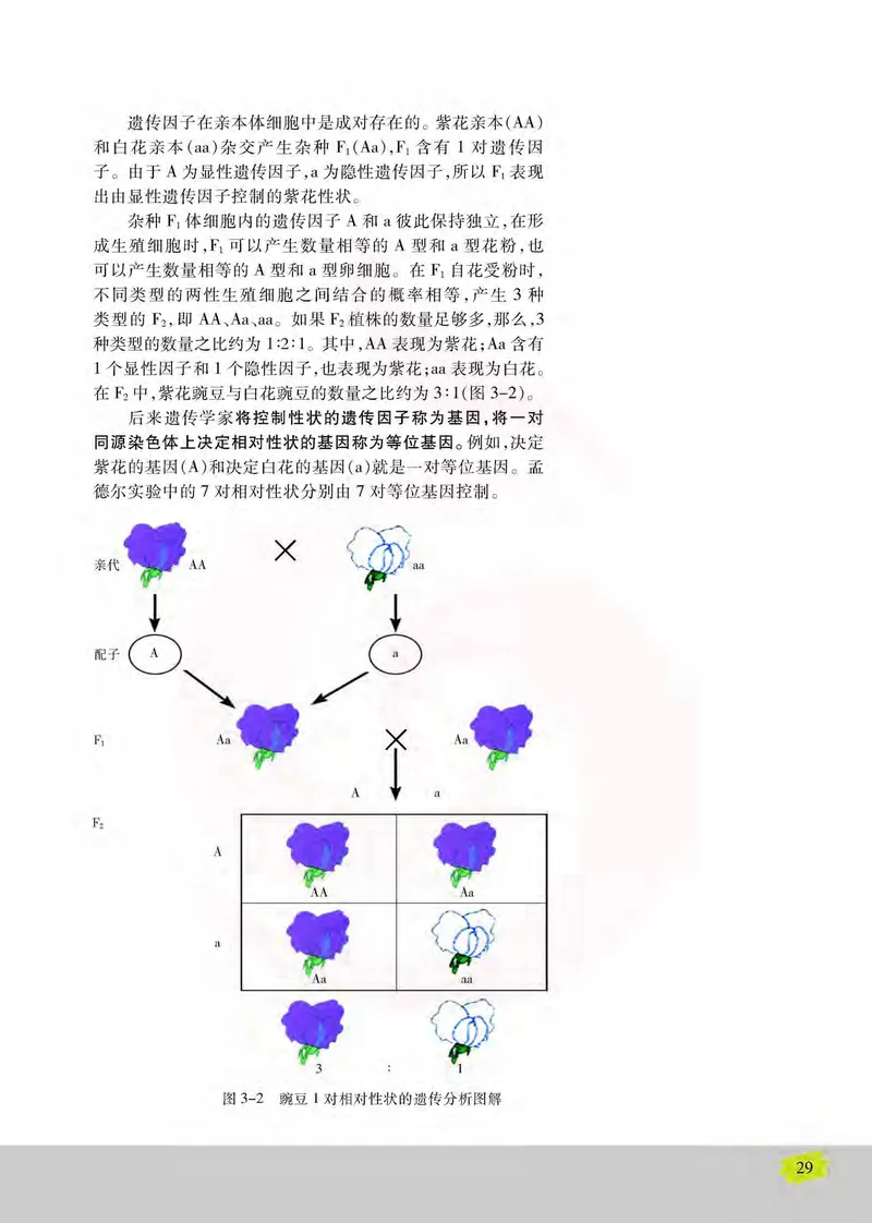 生物2必修遗传与进化_高中课本电子全科人教版语数英政历地物化生必修选修全套课本PPT_高中课本苏教版_高中生物苏教版