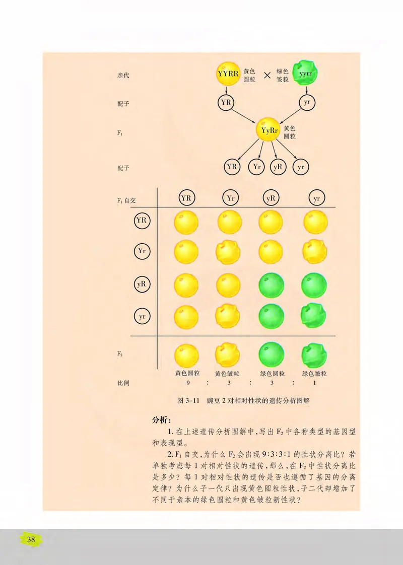 生物2必修遗传与进化_高中课本电子全科人教版语数英政历地物化生必修选修全套课本PPT_高中课本苏教版_高中生物苏教版