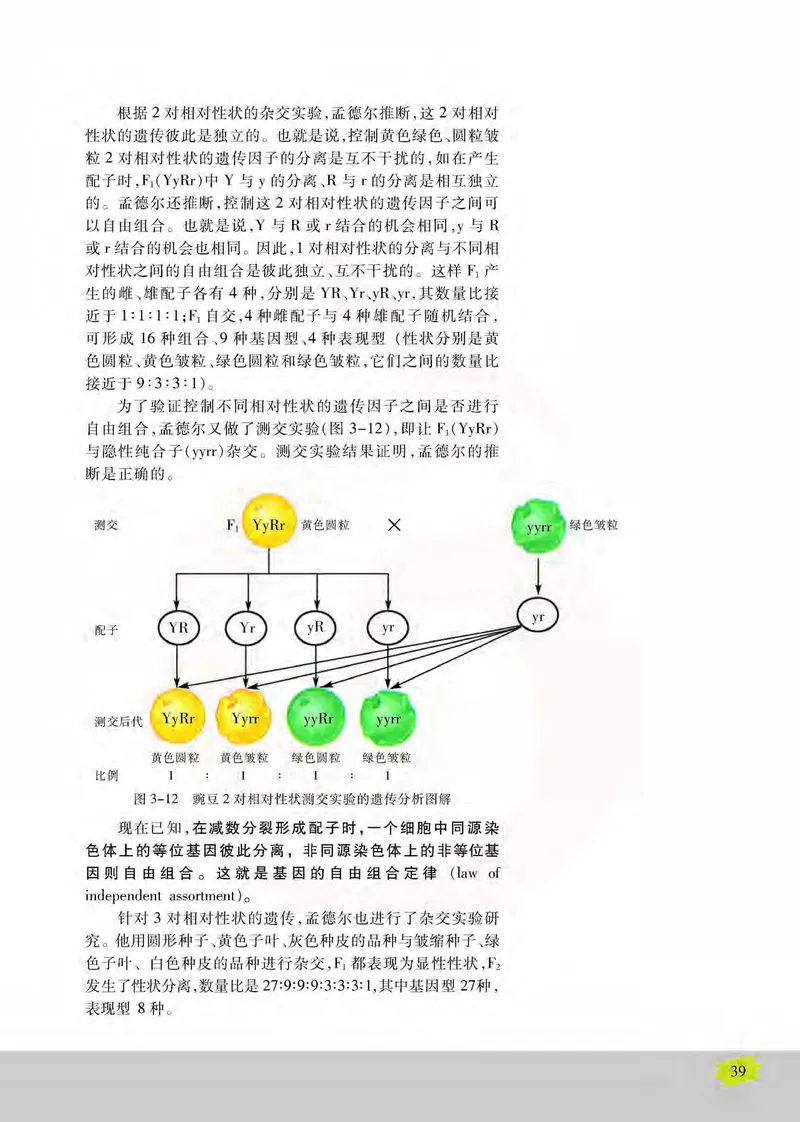 生物2必修遗传与进化_高中课本电子全科人教版语数英政历地物化生必修选修全套课本PPT_高中课本苏教版_高中生物苏教版