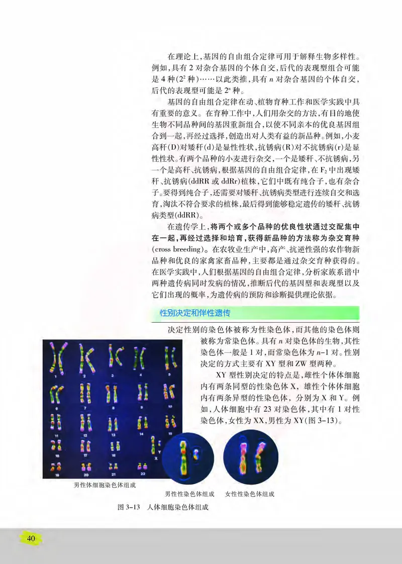 生物2必修遗传与进化_高中课本电子全科人教版语数英政历地物化生必修选修全套课本PPT_高中课本苏教版_高中生物苏教版