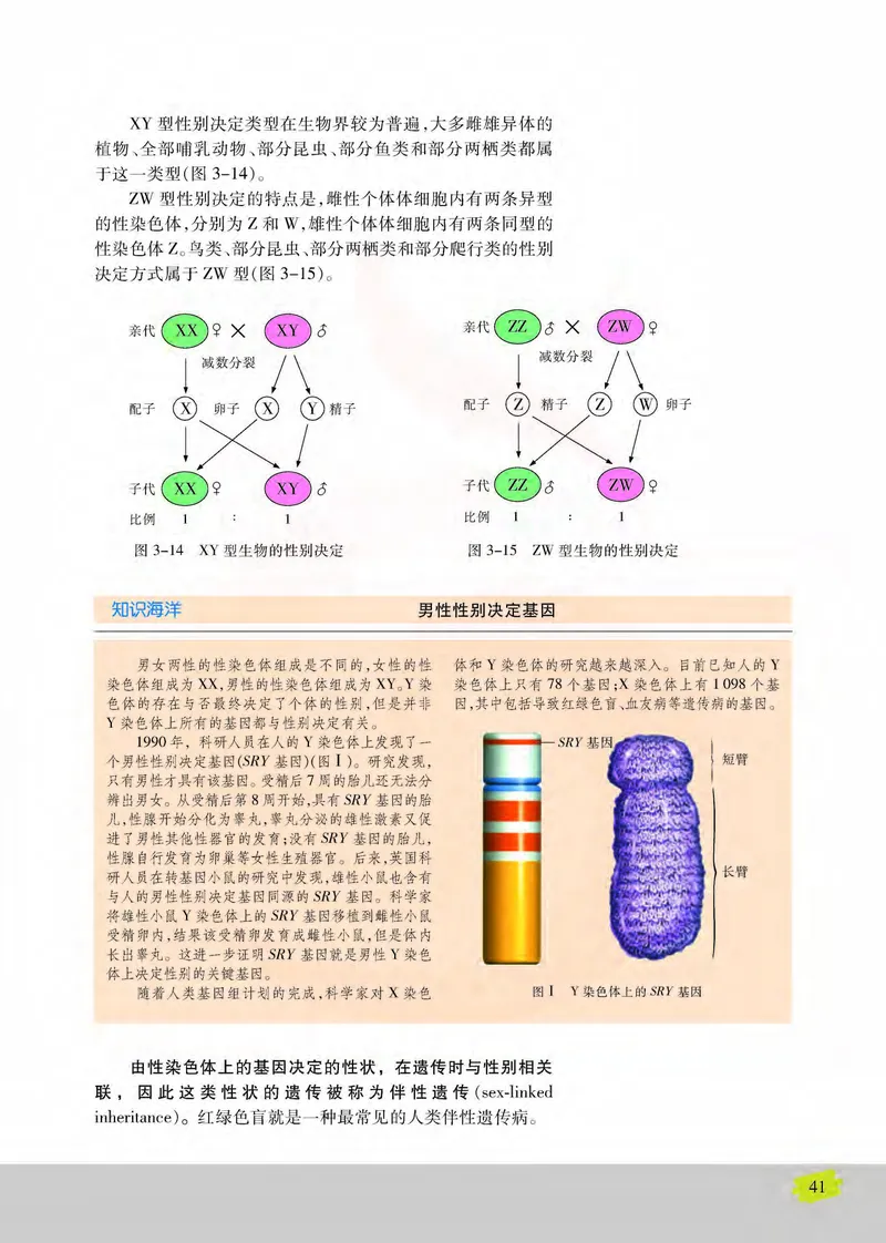 生物2必修遗传与进化_高中课本电子全科人教版语数英政历地物化生必修选修全套课本PPT_高中课本苏教版_高中生物苏教版