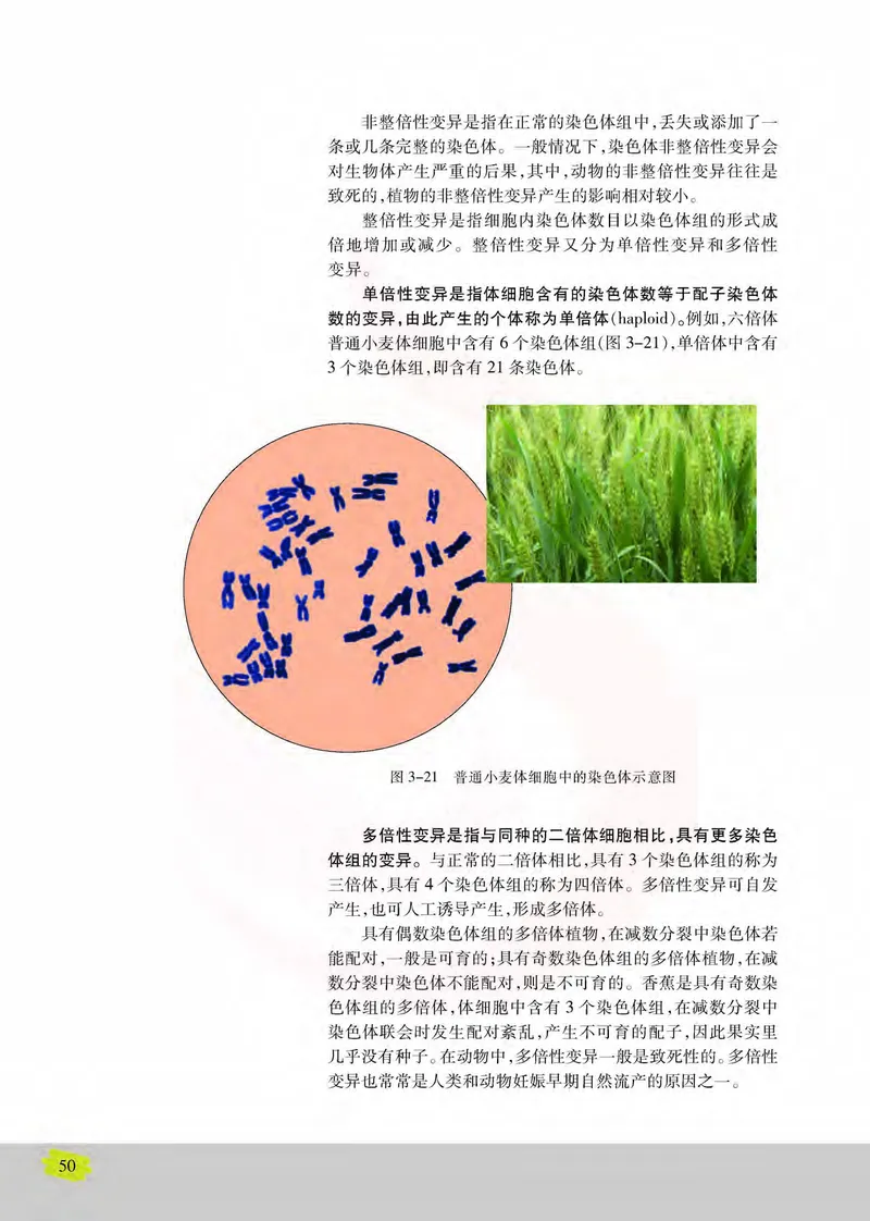 生物2必修遗传与进化_高中课本电子全科人教版语数英政历地物化生必修选修全套课本PPT_高中课本苏教版_高中生物苏教版